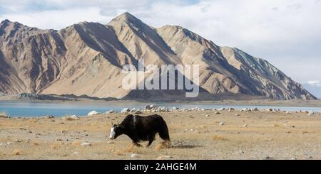 Panorama mit schwarzen Yak zu Fuß durch die Wiesen am See Karakul. Im Hintergrund ein Gebirge, das zu der Pamir (Xinjiang) Stockfoto