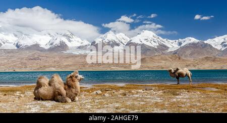 Panorama mit zwei Kamelen vor dem Karakol-See. Einer sitzt, der andere steht. Im Hintergrund die schneebedeckten Pamirberge. Wildnis. Stockfoto