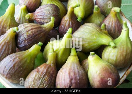 Eine Schale mit frisch gepflückte Feigen. Die köstliche Frucht der gemeinsamen Bild "Ficus Carica". Stockfoto