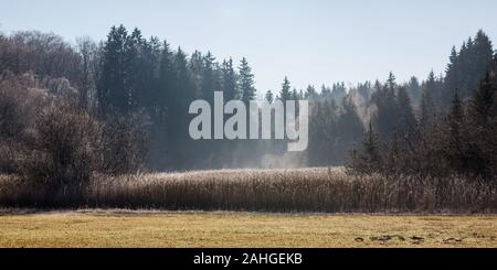 Panoramaaussicht auf den bayerischen Wald im Winter. Tannen, die zum Himmel ragen, neblige Luft liegt über dem Schilf im Vordergrund. Mystische Landschaft Stockfoto