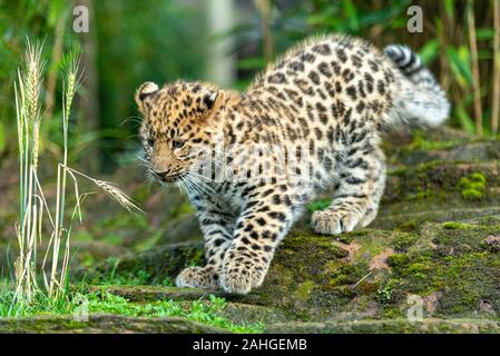 Amur Leopard junge Cub in Gefangenschaft. Drei Monate alten Panthera pardus orientalis in Colchester Zoo, Essex, UK. Gefährdete Tierart in Gefangenschaft geboren Stockfoto