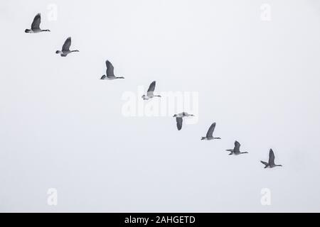 Kanada Gänse fliegen in Formation über den Himmel und Landschaft Stockfoto