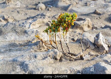 Tetraena fontanesii sukkulente Pflanze der Familie Zygophyllaceae wächst in Sand, Dünen, zygophyllum fontanesii, sonnigen Tag, Teneriffa, Kanaren, Spanien Stockfoto