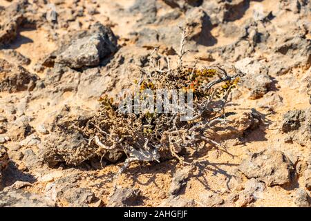 Steinwüste jiddat al Harasis im Oman Stockfoto