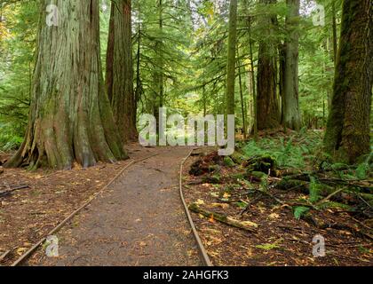 Eine malerische Pfad Kurven es Weise durch einen regen getränkten Teppich von Farnen und riesigen Moos bedeckt Red Cedar Bäume in Cathedral Grove, auf Vancouver Island. Stockfoto