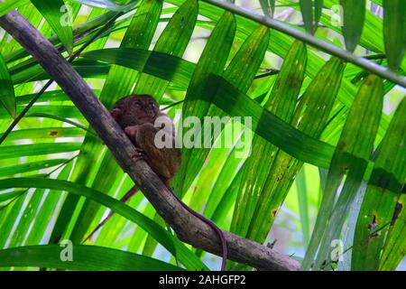 Große Augen von niedlichen Tarsier syrichta sitzen auf dem Zweig unter grünen Blättern Stockfoto