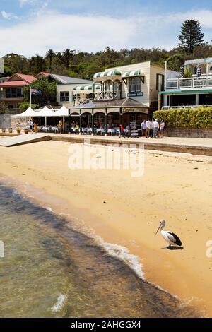 Sydney Watson's Bay - der Strand in Watsons Bay, und Gebäude, darunter die berühmte Doyles am Strand Restaurant, Watsons Bay Sydney Australien Stockfoto