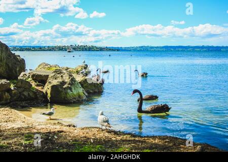 Schwefel in Rotorua, North Island, Neuseeland Stockfoto