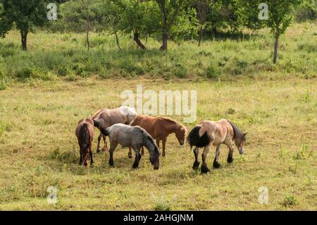 Wilde Pferde grasen im Sommer Wiese in der Landschaft Stockfoto