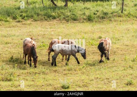 Wilde Pferde grasen im Sommer Wiese in der Landschaft Stockfoto