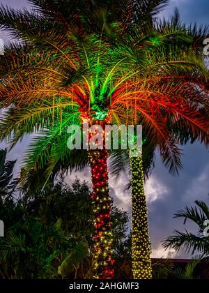 Weihnachten Licht decorationed Palme in tropischen Florida Stockfoto