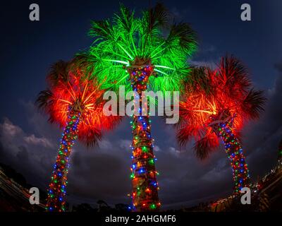 Weihnachten Licht decorationed Palme in tropischen Florida Stockfoto