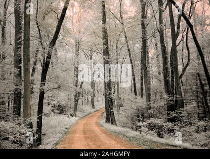 Falsche Farbe rot Infrarot Fotografie der Schmutz der Straße in Wäldern in Great Smoky Mountain National Park Tennessee Stockfoto