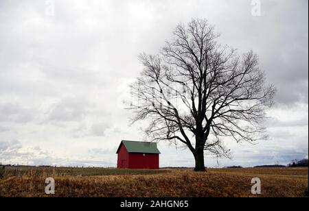 Eine kleine rote Scheune sitzt neben einer hohen Baum in einer Wiese während eines ungewöhnlich warmen Indiana Wintertag. Stockfoto