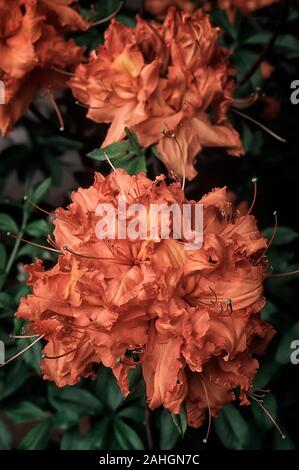 Rhododendron cv. Gibraltar, Azalea di Knap, Deciduos shurb; Blüte orange. Stockfoto