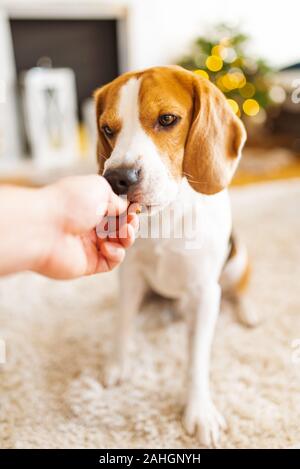 Portrait von reinrassige beagle Hund sitzen auf dem Boden und Essen aus der Hand. Stockfoto
