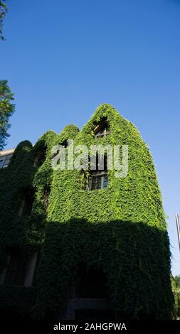 Struktur mit grünen Pflanzen bedeckt Stockfoto