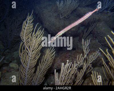 West Atlantik Trompetenfisch (Aulostomus maculatus) Stockfoto