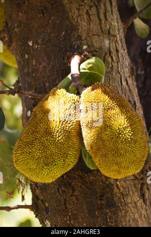 Jack Frucht Baum Früchte vom Baum Stockfoto