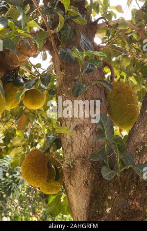 Jack Frucht Baum Früchte vom Baum Stockfoto