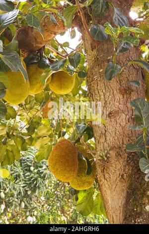 Jack Frucht Baum Früchte vom Baum Stockfoto