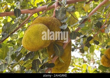 Jack Frucht Baum Früchte vom Baum Stockfoto