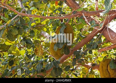 Jack Frucht Baum Früchte vom Baum Stockfoto