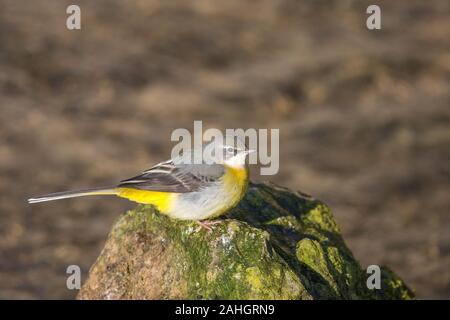 Gebirgsstelze (Motacilla cinerea) Gebirgsstelze • Baden-Württemberg, Deutschland Stockfoto