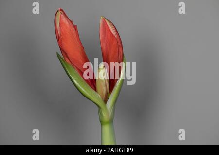 Die Einzelheiten der Knospe der roten Amaryllis, Weihnachten Blume Stockfoto