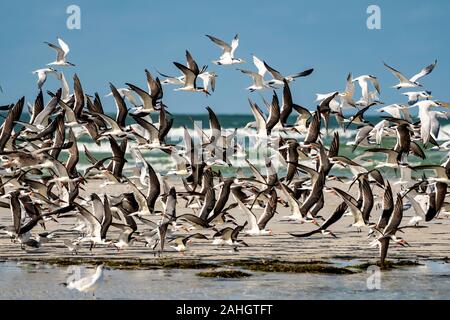 Herde von Ufer Vögel nimmt Flug und füllt den Himmel mit Flügeln Stockfoto