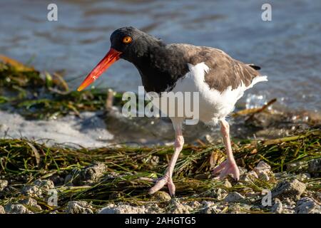 American oyster Catcher suchen das Ufer für Lebensmittel Stockfoto