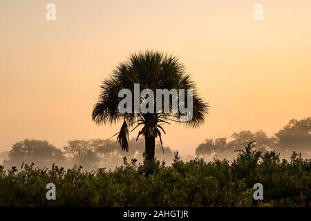 Am frühen Morgen Blick auf die Wüste in Zentral Florida, USA Stockfoto