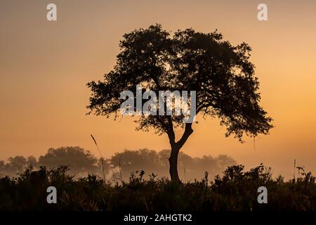 Am frühen Morgen Blick auf die Wüste in Zentral Florida, USA Stockfoto