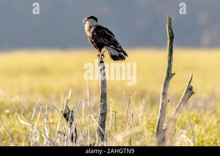 Cara Cara in einem Feld auf einem Ast sitzend Stockfoto