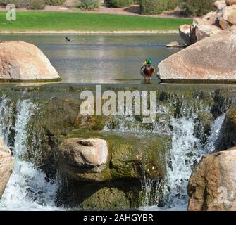 Stockente (Anas Platyrhynchos) auf einen Wasserfall in der Sonora Wüste. Hymne, Maricopa County, Arizona, USA Stockfoto