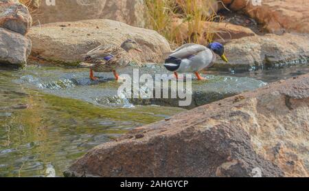 Stockente (Anas Platyrhynchos) auf einen Wasserfall in der Sonora Wüste. Hymne, Maricopa County, Arizona, USA Stockfoto