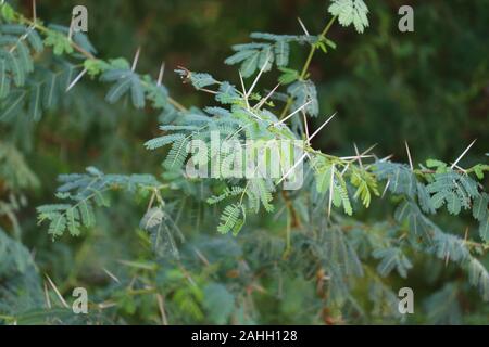 Acacia nilotica, Vachellia Nilotica oder Gummi arabicum Baum Detail der Blätter und Gelbe runde Blumen, Rajasthan Stockfoto