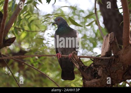 Nahaufnahme Kopf schoss der schönen Speed Racing Pigeon Vogel auf dem Ast mit verschwommenen Hintergrund Stockfoto