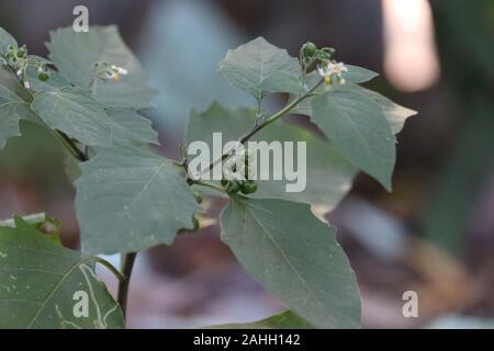 Withania somnifera, allgemein bekannt als Ashwagandha (Winter Cherry), ist eine wichtige Heilpflanze, die in Ayurved verwendet wurde Stockfoto