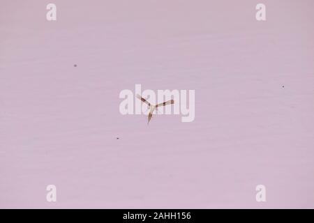 Sanfte natürliche Hintergrund in Pastellfarben mit einem weichen Fokus von Blautönen. Wilde wiese gras und Schmetterling unter dem Dach in der Natur Makro. Stockfoto