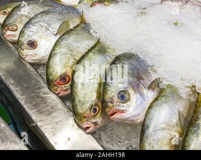 Gefrorener Fisch auf dem Eis bei Meeresfrüchten im Supermarkt Abschaltdruck Stockfoto