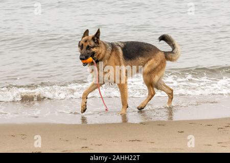 Ein Schäferhund spielen mit einem Ball am Strand in San Francisco's Crissy Field. Stockfoto