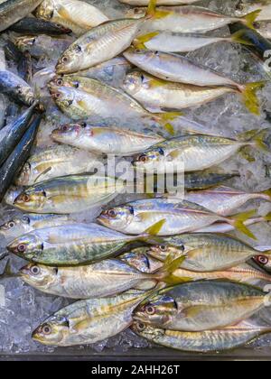 Stapel von frischen Fisch auf gefrorenem Eis in Seafood Market Stockfoto