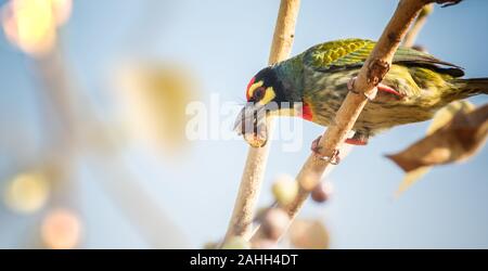 Ein Schmied Barbet Vogel auf einem Zweig eine Frucht zu essen Stockfoto