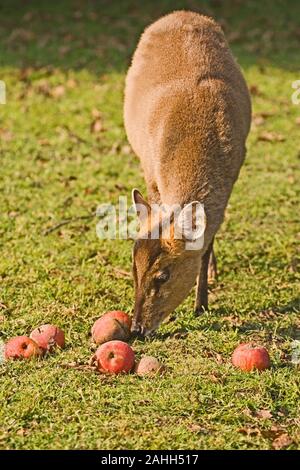 MUNTJAC ROTWILD (Muntiacus reevesi). Frau von gefallenen Äpfel angezogen. Stockfoto