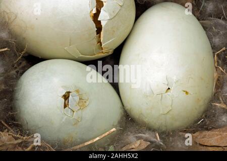 MALLARD-EIER (Anas platyrhynchos). Drei Eier, nach 28 Tagen Inkubation absplittern. Oben links, Duckling ist bereits aufgetaucht. Andere Eier noch zu öffnen. Stockfoto