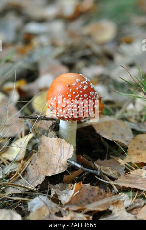 Giftige Pilze. Junge fly agaric in den Wald. Red Hat Stockfoto