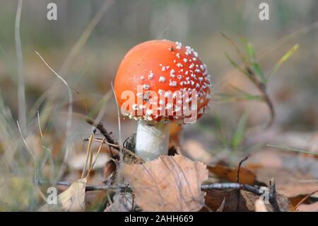 Giftige Pilze. Junge fly agaric in den Wald. Red Hat Stockfoto