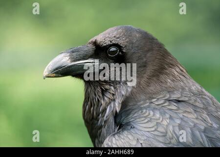 Rabe (Corvus Corax). Kopf hoch, Gesichts Details, große Rechnung oder Schnabel. Stockfoto