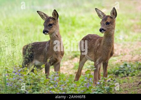 Reh (Capreolus capreolus). Kitze, zwei, Zwillinge, Geschwister, Junge. Gemeinsam, Seite an Seite. Stockfoto